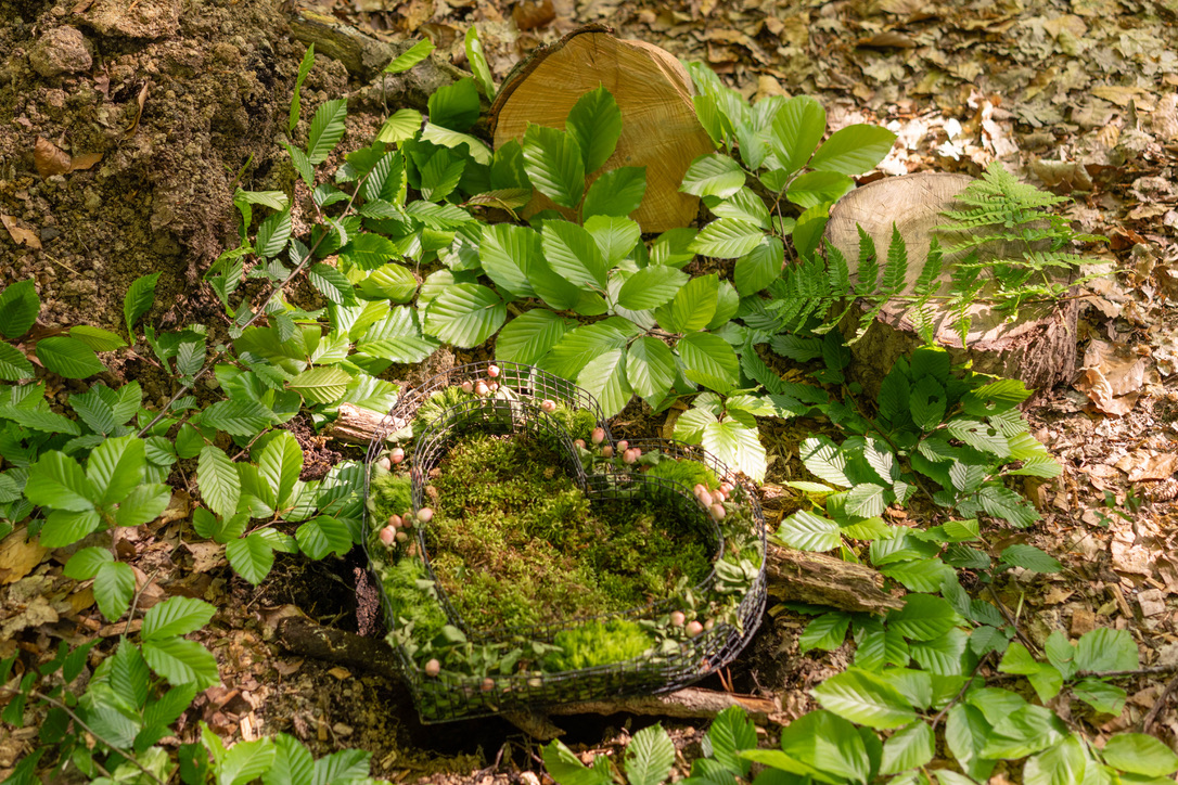 Herz aus Moos zwischen Blättern und Holz am Waldboden